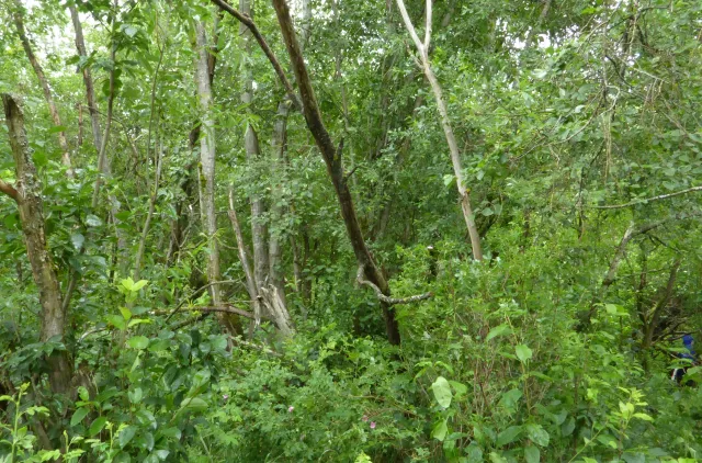 Skog med tett vegetasjon