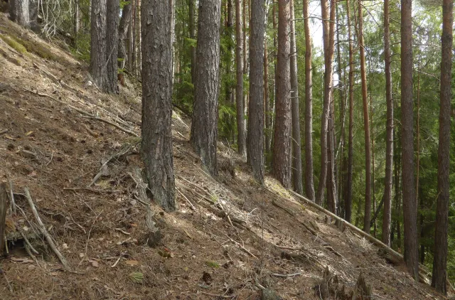 Skog med furutrær