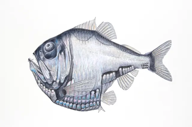Illustrasjon av en liten, kort og rund sølvfarget fisk