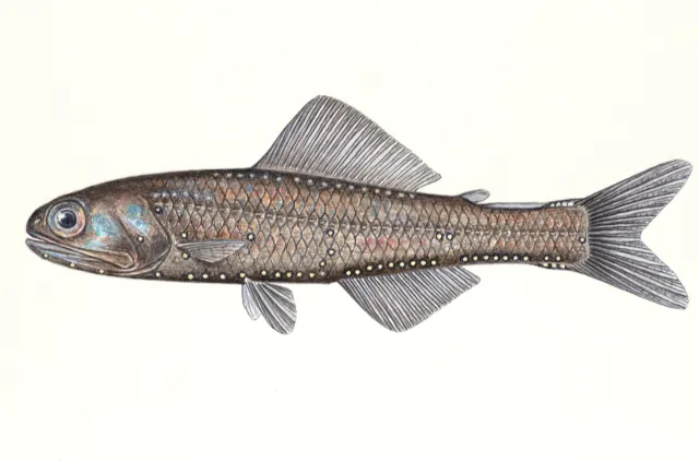 Illustrasjon av en brun fisk