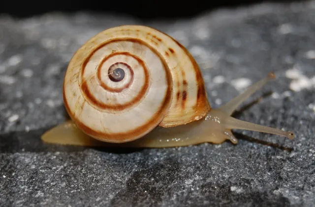 Bleikgul snegle med sneglehus som er bleikgult med mellombrunt spiralmønster. Kryper på stein.