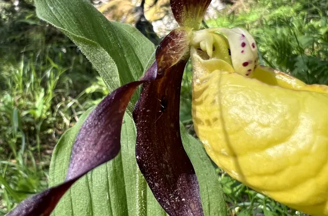 Nærbilde av en gul og lilla blomst.