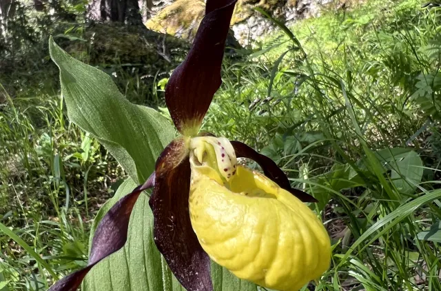 Nærbilde av gul og lilla blomst.