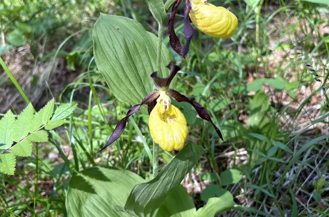 To blomster som er gul og lilla, på høy stilk i gresset.