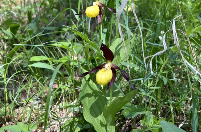 To blomster som er gul og lilla, på høy stilk i gresset.