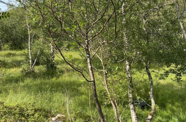 To tynne trær som bare er noen meter høye. Grønt løv.