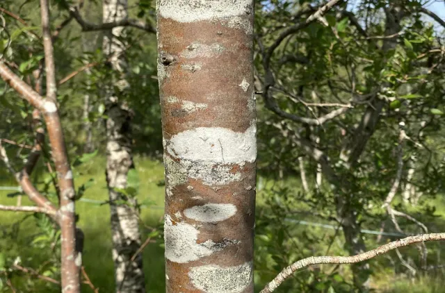 Brun trestamme med flere lysegrå felt