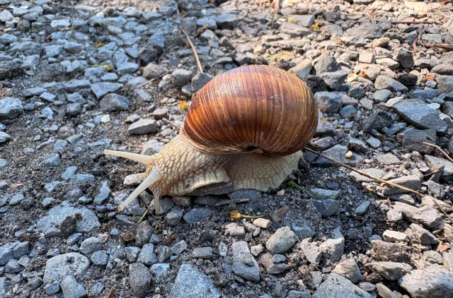 Snegl på grusvei