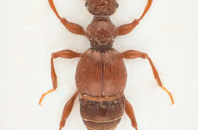 Batrisodes hubenthali