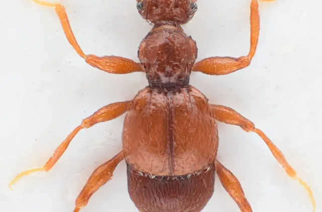 Batrisodes adnexus