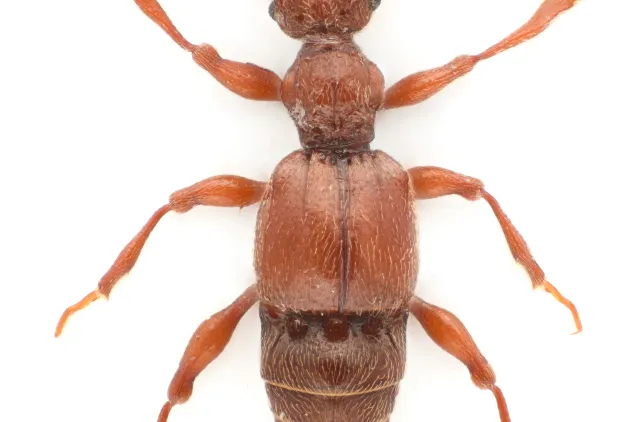Batrisodes delaporti