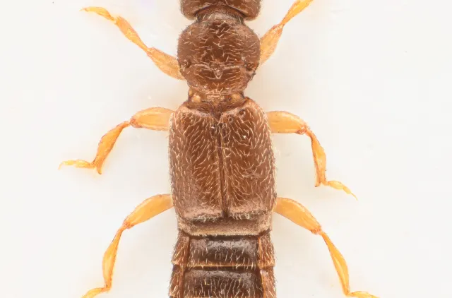 Bibloplectus ambiguus