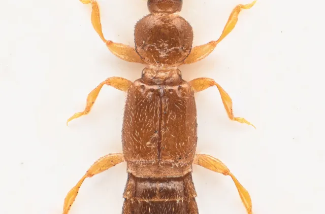 Bibloplectus minutissimus