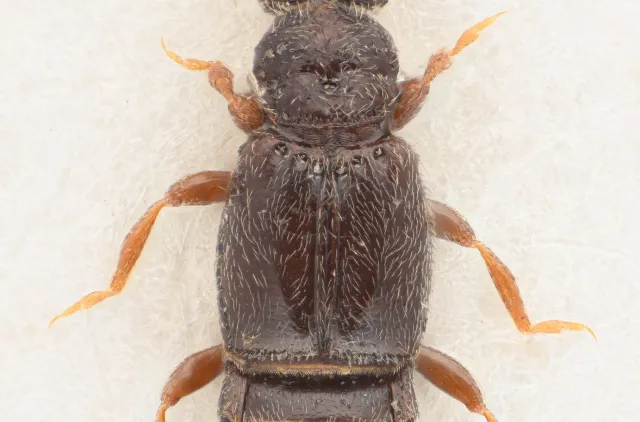 Bibloplectus spinosus