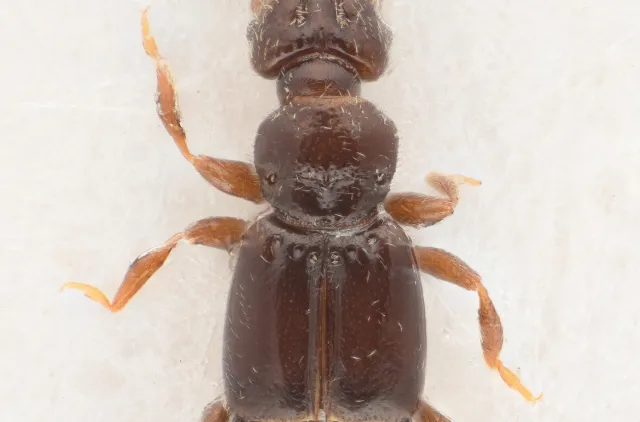 Bibloplectus tenebrosus