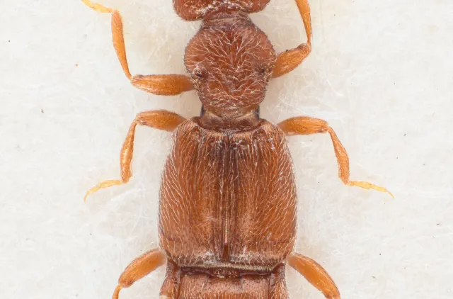 Euplectus mutator