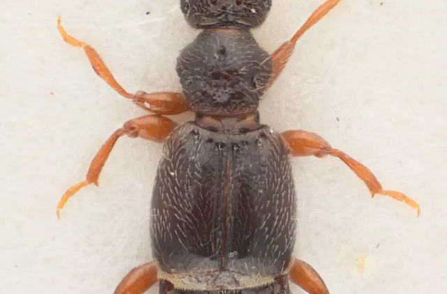 Euplectus piceus