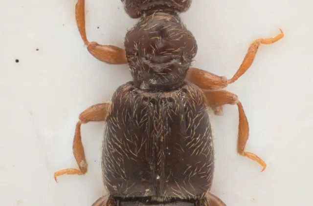 Euplectus sanguineus