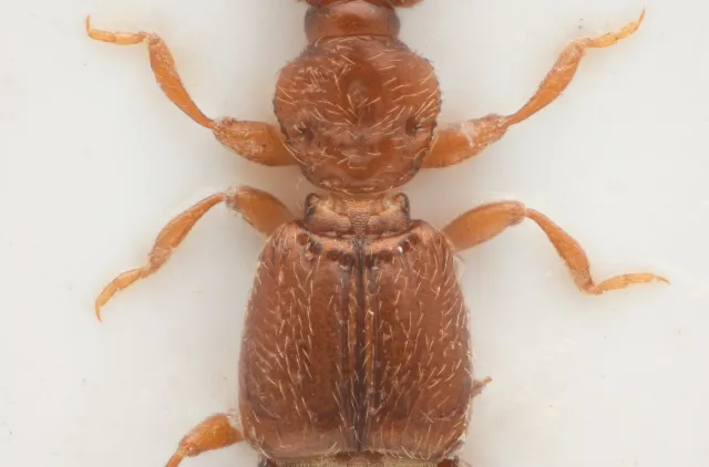 Euplectus signatus