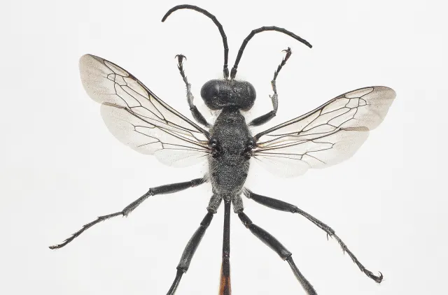 Svart, langt insekt med gjennomsiktige vinger og lange antenner.