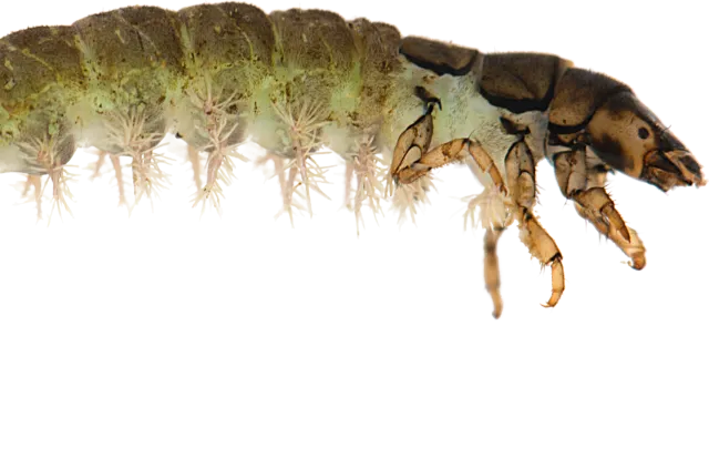 Bilde av larve Trichoptera hydropsyche