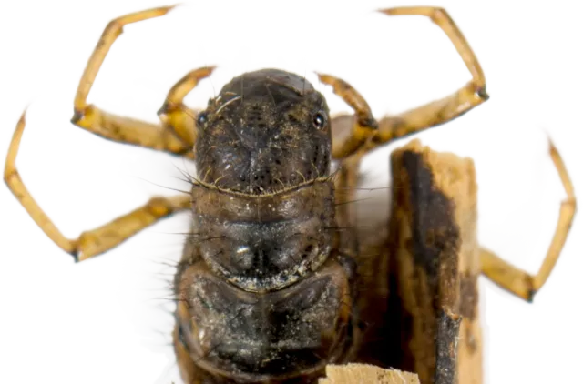 Bilde av larve Trichoptera limnephilidae