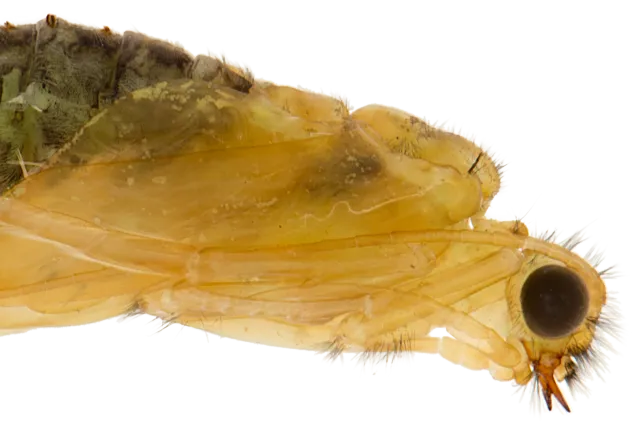 Bilde av larve Trichoptera rhyacophila