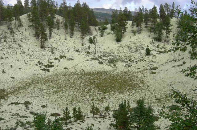 Bildet viser isinnfrysingsmark på Grimsmoen i Folldal.