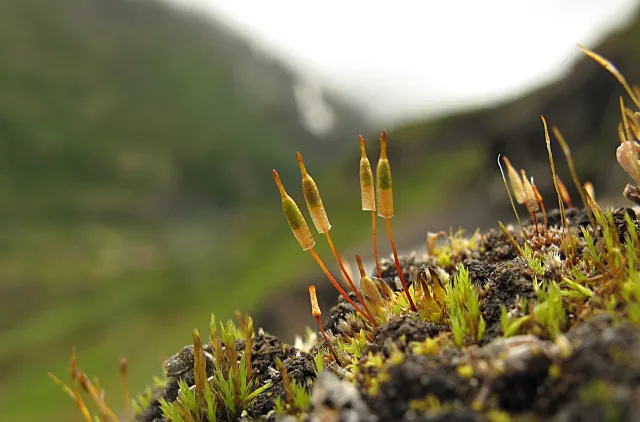 Nærbilde av fjellklokkemose