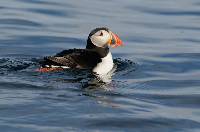 Lunde som svømmer på sjøen mot høyre.