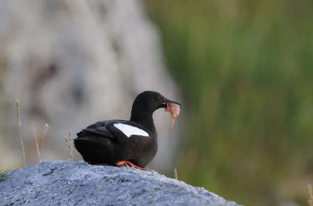 Teist som ligger på et svaberg og kikker mot høyre,