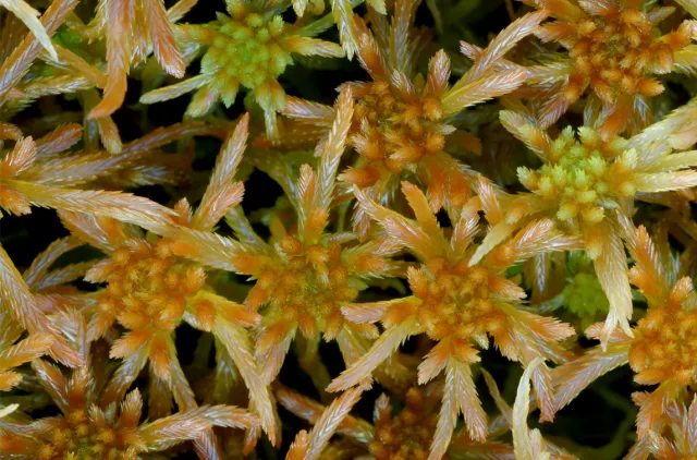 Flere torvmosehoder fra oversiden