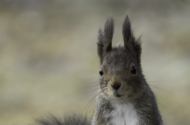 Ekorn som står på to bein