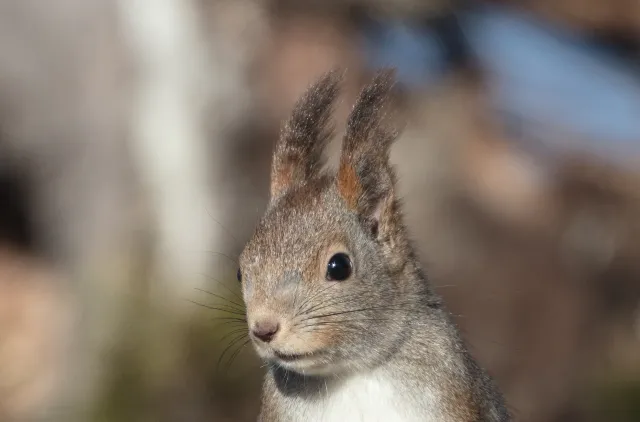 Ekorn som står på oppreist i solskinn.