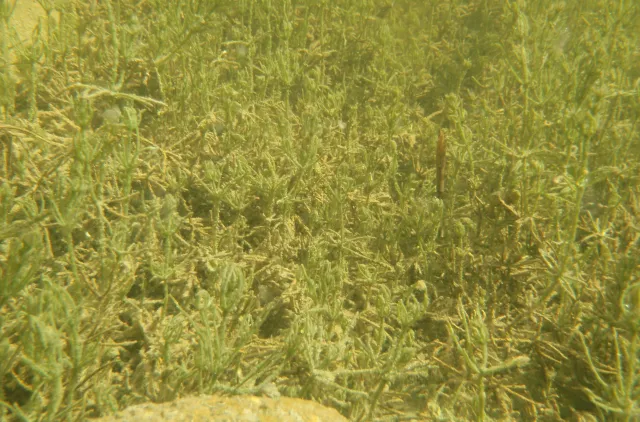 nærbilde av Chara hispida/rudis i Vassjøtjern