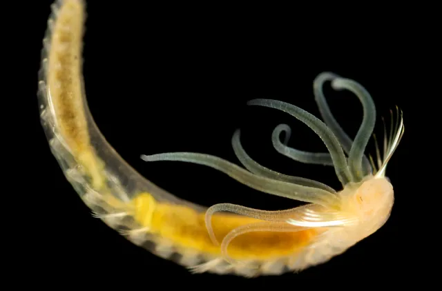 Bilde av Amphicteis sp.