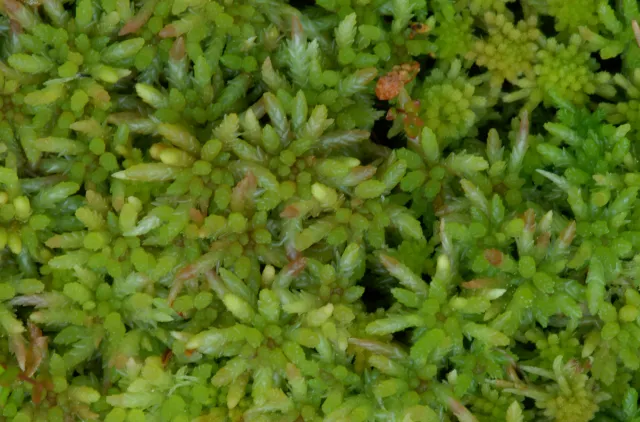 grønne torvmosehoder