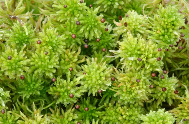 grønne, buskete torvmosehoder