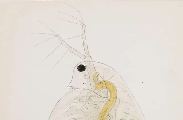 Bildet viser illustrasjon av Daphnia pulex