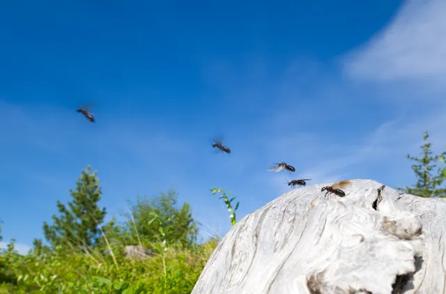 Maurdroner som flyr fra en stokk.