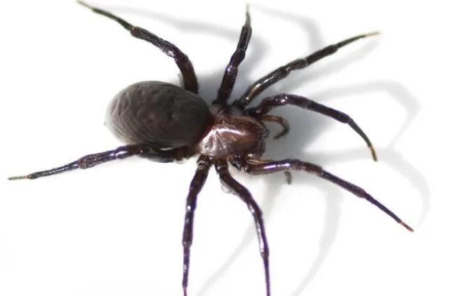 Edderkopp i fullfigur