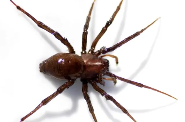 Edderkopp i fullfigur