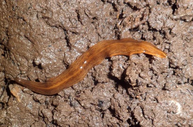 en brun flatorm på gjørme