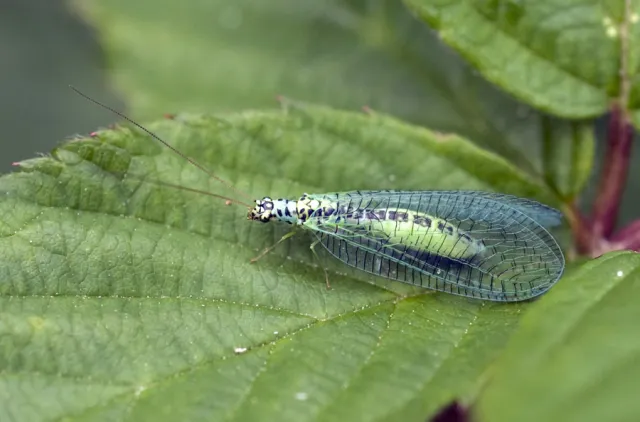 Chrysopa perla, en av de vanligste gulløyene.