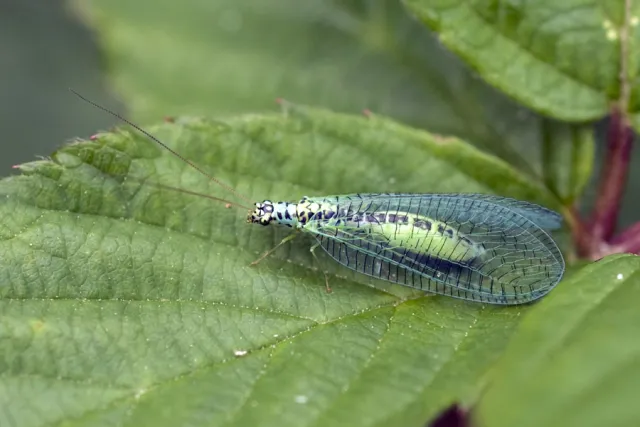Chrysopa perla, en av de vanligste gulløyene. Chrysopa perla, en av de vanligste gulløyene.