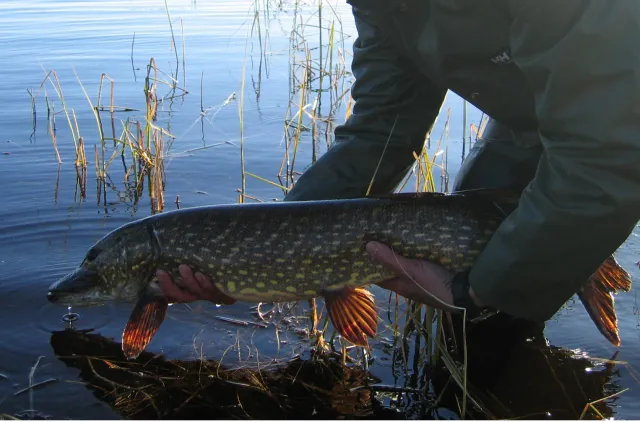 Stor brungrønn fisk med hvite flekker settes ut i vannet av mann
