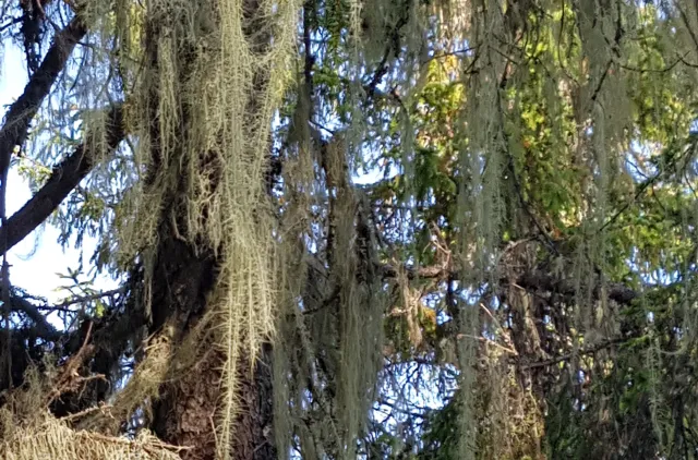 tre med hengende lav