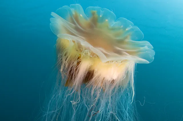 Stor brennmanet svømmer i havet