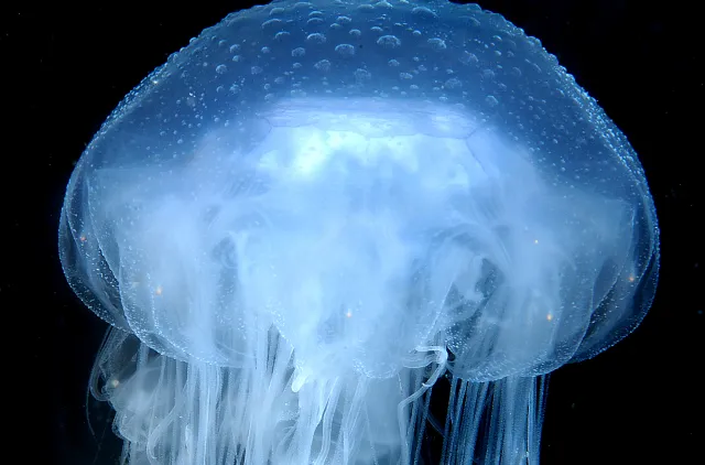 nærbilde av blå brennmanet