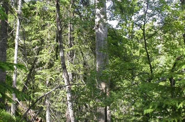 død furutre i en skog
